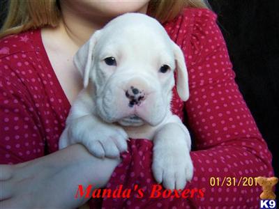 Boxer Puppies for Sale